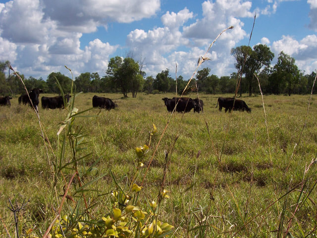 Cows grazing